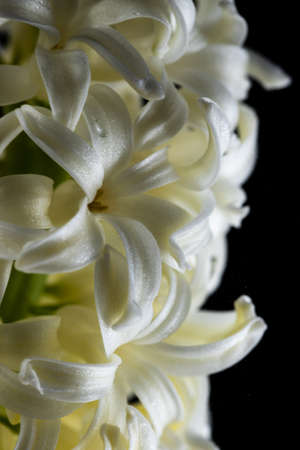 Flowers with long petals macro. The hyacinth is close.の写真素材