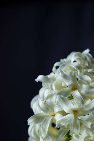 Flowers with long petals macro. The hyacinth is close.の写真素材