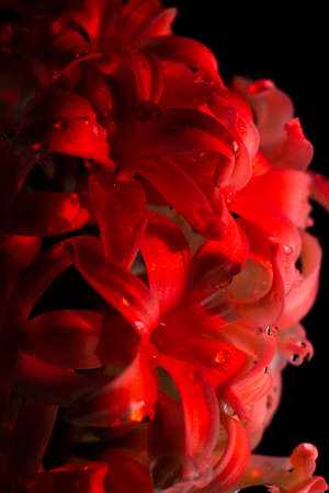 Flowers with long petals macro. The hyacinth is close.の写真素材