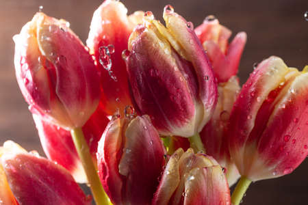 pink veined tulip buds with water drops.の写真素材