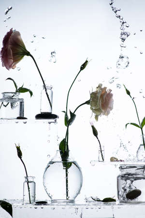 Glass bottles in which there are flowers stand on transparent shelves. Water drips from above and splashes fly aroundの写真素材