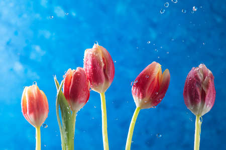 tulips in a row on a blue background with flying water dropsの写真素材