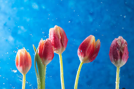 tulips in a row on a blue background with flying water dropsの写真素材