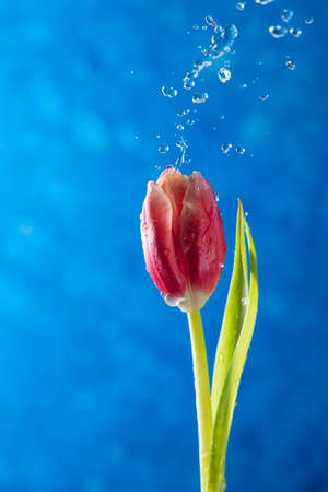 A tulip on a blue background with water dropsの写真素材