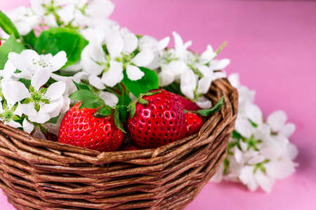 ripe strawberries and white flowers lie in a wicker basket on a pink backgroundの写真素材