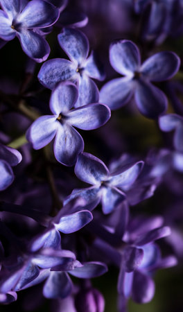 lilac flowers are large. floral background. purple petalsの写真素材