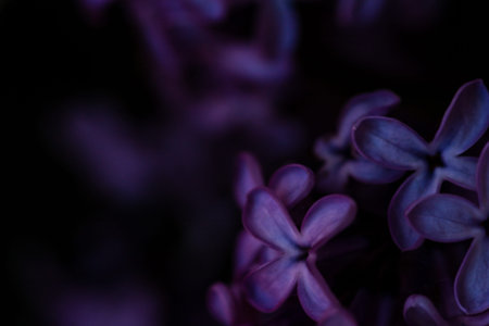 lilac flowers are large. floral background. purple petals