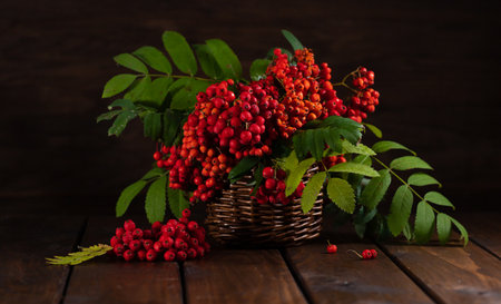 Red berries and green leaves of mountain ash stand in a basket on a wooden tableの写真素材
