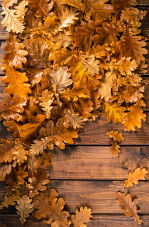 Oak leaves on a wooden table. natural background of leavesの写真素材