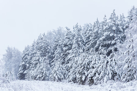 Winter forest, snow-covered pines and birches.の写真素材