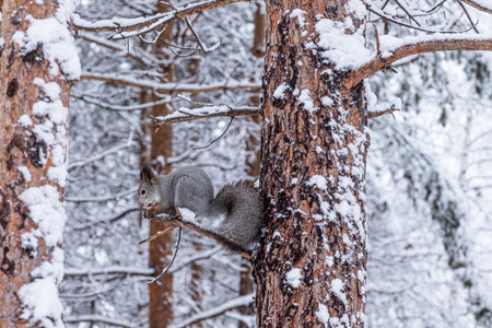 A squirrel in a winter forest sits on a branch and eats a nutの写真素材