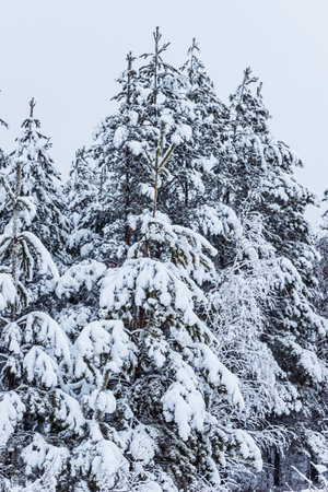 Winter forest, snow-covered pines and birches.の写真素材