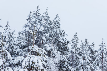 Winter forest, snow-covered pines and birches.の写真素材