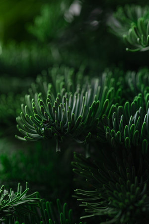 The green branches of nobilis are close. green floral backgroundの写真素材