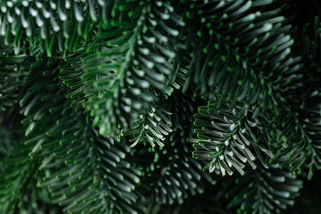 The green branches of nobilis are close. green floral background