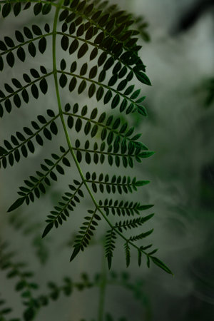 green fern leaf in the forestの写真素材