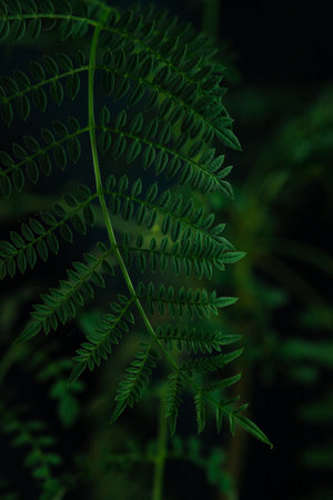 Green fern leaves on dark background, close-up, macroの写真素材