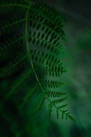 Fern leaves in the forest. Dark green fern background.の写真素材