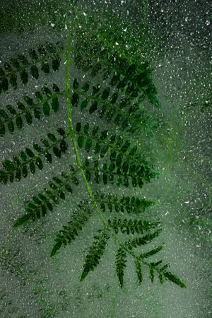 Fern leaf on wet glass with water drops, natural background.の写真素材