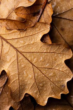 Autumn oak leaf with water dropsの写真素材