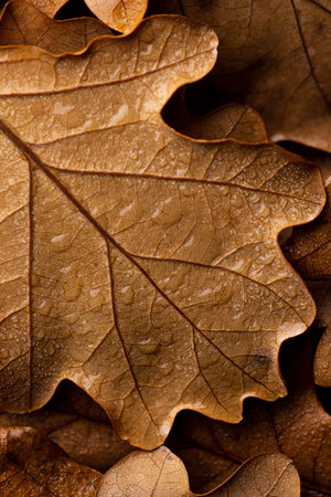 Autumn oak leaf with water dropsの写真素材