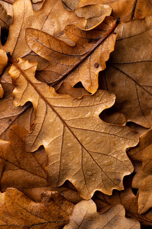 Autumn oak leaf with water dropsの写真素材