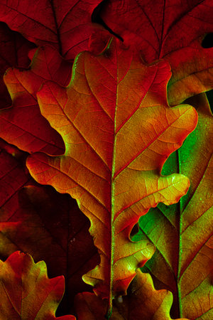 Autumn oak leaf with water dropsの写真素材