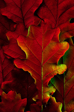 Autumn oak leaf with water dropsの写真素材