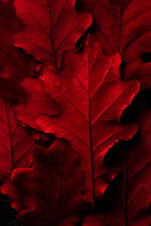 Autumn oak leaf with water dropsの写真素材