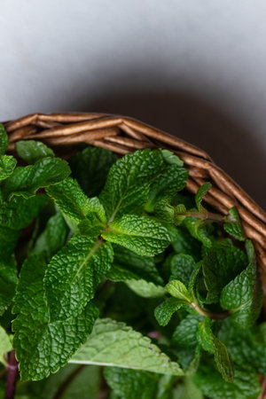 Collected mint sprigs in a basketの写真素材