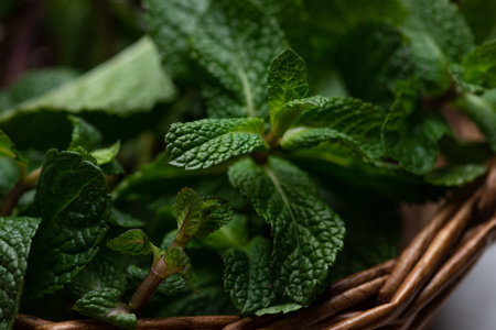 Collected mint sprigs in a basketの写真素材