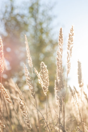 Dry ears of field grass in the sun, autumn spikeletsの写真素材