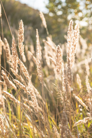 Dry ears of field grass in the sun, autumn spikeletsの写真素材