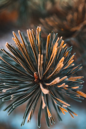 A branch of a pine tree in the frost, frost on needles of needles in the forest