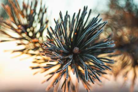 A branch of a pine tree in the frost, frost on needles of needles in the forestの写真素材