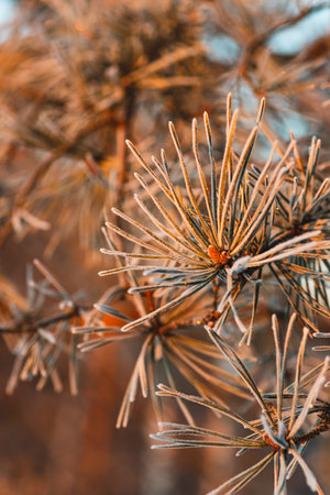A branch of a pine tree in the frost, frost on needles of needles in the forestの写真素材