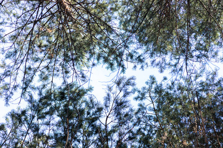 pine branches against a clear blue sky