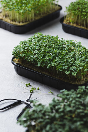 microgreens in germination trays