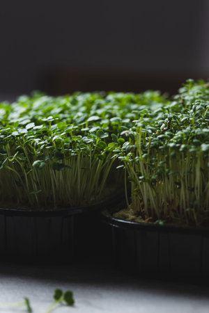 microgreens in germination trays