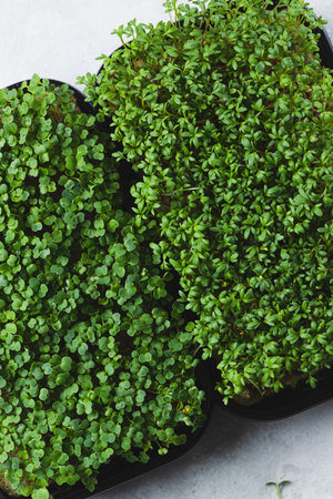 microgreens in germination trays