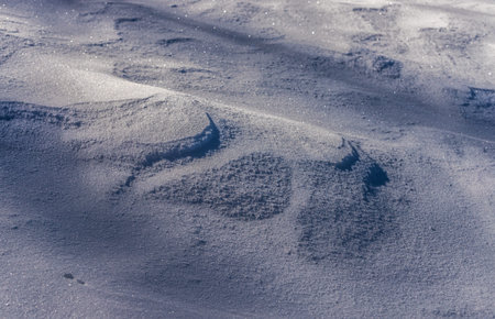 Snow cover, a pattern of snowflakes