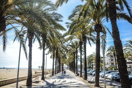 Beach town walk between palm treesの写真素材