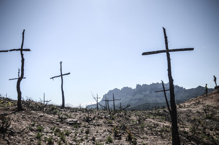 Cross shaped trees after forest fire