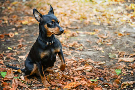 Dog doberman pinscher dwarf animal friendの写真素材