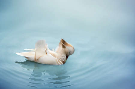 The Duck white Floats On The Water blue Wildlifeの写真素材