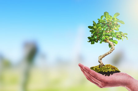 Bonsai Tree in hand, green Nature isolated white Backgroundの写真素材