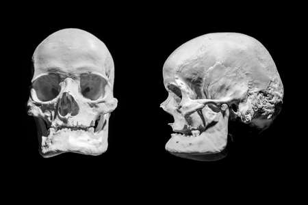 skull human skeletonの写真素材