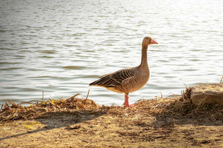 Goose on water wildlife with the reflection of the sun animalの写真素材
