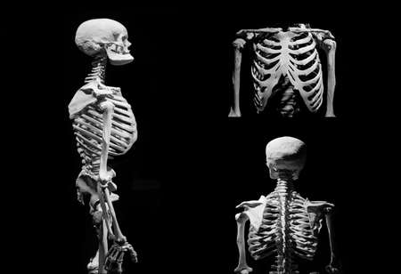 Human skeleton partner anatomical death abstract isloatedの写真素材