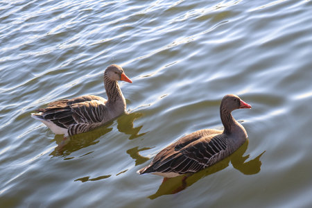 Goose on water wildlife with the reflection of the sun animal